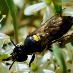 Meroglossa itamuca (A Masked Bee) at QPRC LGA by LisaH