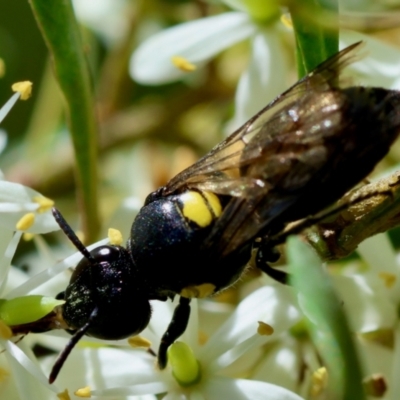 Meroglossa itamuca (A Masked Bee) at Mongarlowe, NSW - 28 Jan 2024 by LisaH