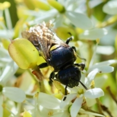 Meroglossa itamuca at QPRC LGA - 28 Jan 2024