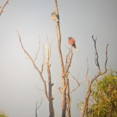 Artamus superciliosus (White-browed Woodswallow) at Ouyen, VIC - 26 Jan 2024 by Darcy