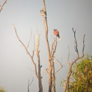 Artamus superciliosus at Ouyen, VIC - 26 Jan 2024