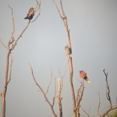 Artamus superciliosus at Ouyen, VIC - 26 Jan 2024 07:20 AM