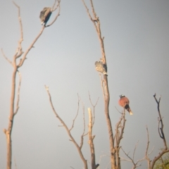 Artamus superciliosus at Ouyen, VIC - 26 Jan 2024 07:20 AM