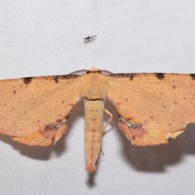 Parepisparis lutosaria (Bright Twisted Moth) at Jerrabomberra, NSW - 28 Jan 2024 by DianneClarke