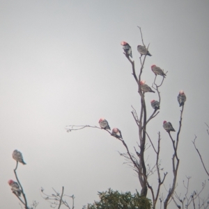 Eolophus roseicapilla at Ouyen, VIC - 26 Jan 2024 07:23 AM