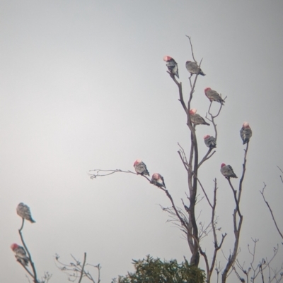 Eolophus roseicapilla (Galah) at Ouyen, VIC - 26 Jan 2024 by Darcy