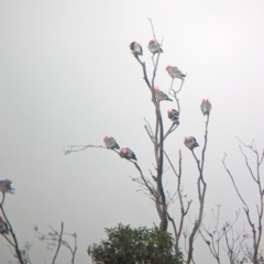 Eolophus roseicapilla at Ouyen, VIC - 26 Jan 2024 07:23 AM