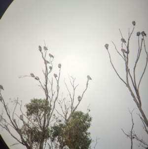 Eolophus roseicapilla at Ouyen, VIC - 26 Jan 2024 07:23 AM