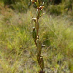 Orthoceras strictum (Horned Orchid) at Sassafras, NSW - 27 Jan 2024 by RobG1