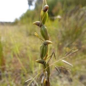 Orthoceras strictum at Sassafras, NSW - 28 Jan 2024