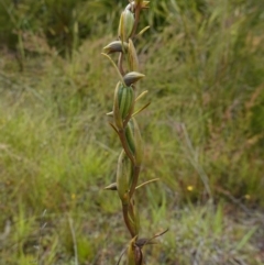 Orthoceras strictum at Sassafras, NSW - 28 Jan 2024