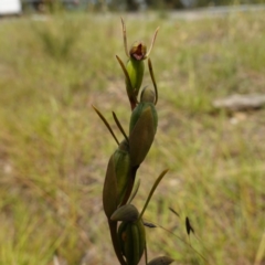 Orthoceras strictum at Sassafras, NSW - 28 Jan 2024