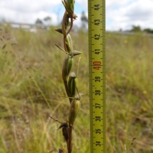 Orthoceras strictum at Sassafras, NSW - 28 Jan 2024