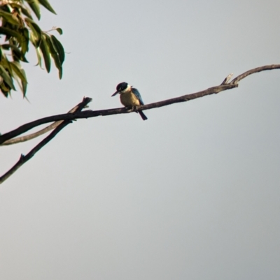 Todiramphus sanctus (Sacred Kingfisher) at Ouyen, VIC - 25 Jan 2024 by Darcy