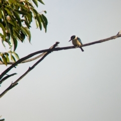 Todiramphus sanctus at Ouyen, VIC - 26 Jan 2024