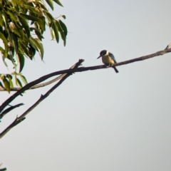 Todiramphus sanctus at Ouyen, VIC - 26 Jan 2024 07:58 AM