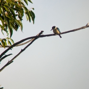 Todiramphus sanctus at Ouyen, VIC - 26 Jan 2024 07:58 AM
