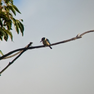 Todiramphus sanctus at Ouyen, VIC - 26 Jan 2024