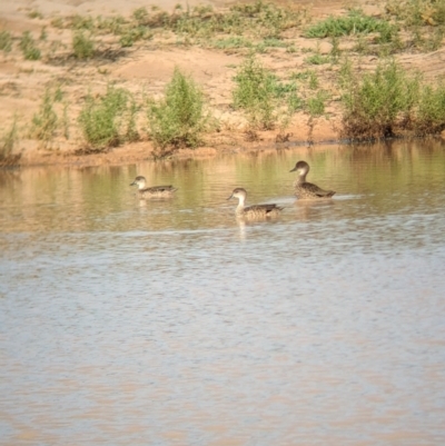 Anas gracilis (Grey Teal) at Ouyen, VIC - 25 Jan 2024 by Darcy