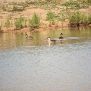 Anas gracilis at Ouyen, VIC - 26 Jan 2024