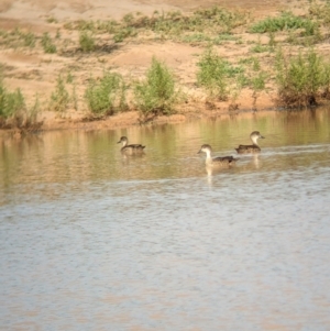 Anas gracilis at Ouyen, VIC - 26 Jan 2024 08:31 AM