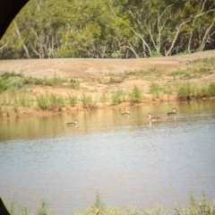 Anas gracilis at Ouyen, VIC - 26 Jan 2024