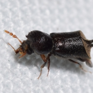 Xylobosca canina (an Auger beetle) at QPRC LGA - 28 Jan 2024