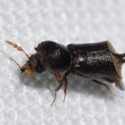 Xylobosca canina (an Auger beetle) at Jerrabomberra, NSW - 28 Jan 2024 by DianneClarke
