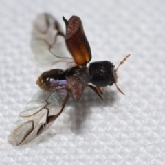 Xylobosca canina (an Auger beetle) at QPRC LGA - 28 Jan 2024