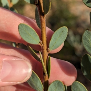 Acacia brachybotrya at Ouyen, VIC - 26 Jan 2024