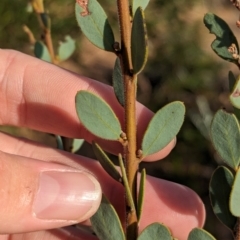 Acacia brachybotrya at Ouyen, VIC - 26 Jan 2024