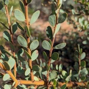 Acacia brachybotrya at Ouyen, VIC - 26 Jan 2024