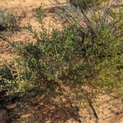 Acacia brachybotrya at Ouyen, VIC - 26 Jan 2024