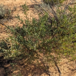 Acacia brachybotrya at Ouyen, VIC - 26 Jan 2024
