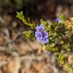 Halgania cyanea at Ouyen, VIC - 26 Jan 2024