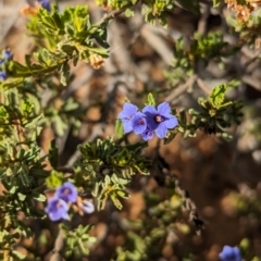 Halgania cyanea at Ouyen, VIC - 26 Jan 2024