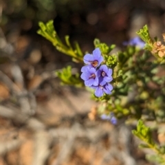 Halgania cyanea at Ouyen, VIC - 26 Jan 2024