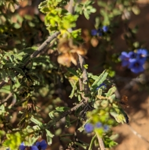 Halgania cyanea at Ouyen, VIC - 26 Jan 2024