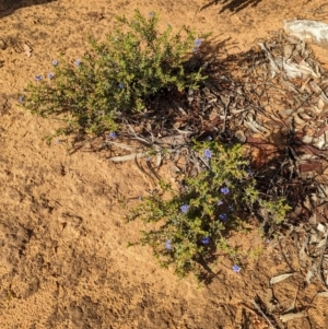 Halgania cyanea at Ouyen, VIC - 26 Jan 2024