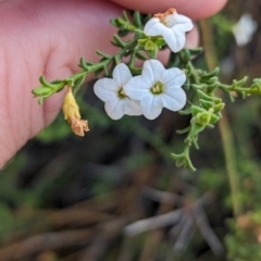 Cyphanthera myosotidea (Small-leaf Ray-flower) at Ouyen, VIC - 26 Jan 2024 by Darcy