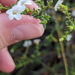 Cyphanthera myosotidea at Ouyen, VIC - 26 Jan 2024