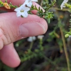 Cyphanthera myosotidea at Ouyen, VIC - 26 Jan 2024