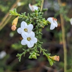 Cyphanthera myosotidea at Ouyen, VIC - 26 Jan 2024