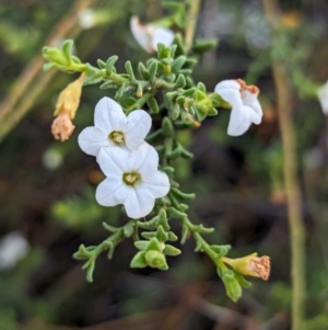 Cyphanthera myosotidea at Ouyen, VIC - 26 Jan 2024