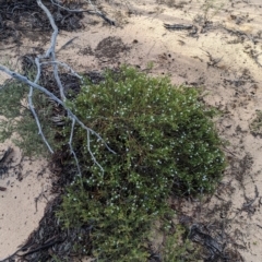 Cyphanthera myosotidea at Ouyen, VIC - 26 Jan 2024