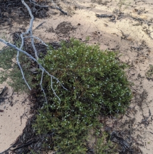 Cyphanthera myosotidea at Ouyen, VIC - 26 Jan 2024