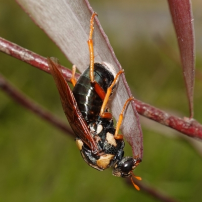 Perga affinis (Large Green Sawfly) at Morton National Park - 24 Jan 2024 by RobG1