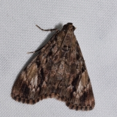 Salma cinerascens (A Pyralid moth) at Jerrabomberra, NSW - 28 Jan 2024 by DianneClarke