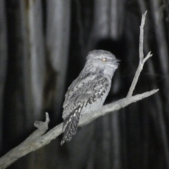 Podargus strigoides (Tawny Frogmouth) at Jerrabomberra, NSW - 28 Jan 2024 by SteveBorkowskis