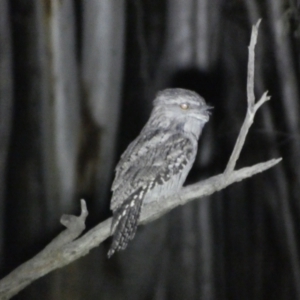 Podargus strigoides at Mount Jerrabomberra QP - 28 Jan 2024 10:04 PM